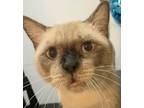 Adopt Abydos a White (Mostly) Siamese / Mixed cat in Palatine, IL (39174951)