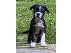 Adopt Renezimay Rennie - 4028NC a Black - with White Boston Terrier / Shih Tzu
