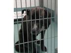 Adopt Negra a Labrador Retriever / American Staffordshire Terrier / Mixed dog in