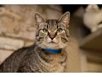 Adopt Simba a Domestic Shorthair / Mixed cat in Knoxville, TN (39191844)