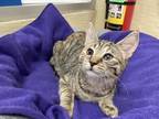 Adopt Kit-Kat a Domestic Shorthair (short coat) cat in Parlier, CA (39146517)