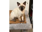 Adopt Bindi a Siamese (short coat) cat in Parlier, CA (39133581)