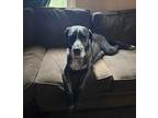 Adopt Harley a Labrador Retriever / Great Dane / Mixed dog in Effingham