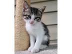 Adopt Kami a Brown Tabby Domestic Shorthair / Mixed (short coat) cat in