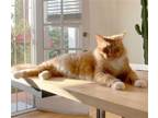 Adopt King a Orange or Red (Mostly) Maine Coon / Mixed (long coat) cat in Los