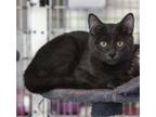 Adopt Teddy and Graham a Gray or Blue Russian Blue / Mixed (short coat) cat in