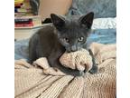 Adopt Puck a Gray or Blue Russian Blue / Mixed (short coat) cat in Los Angeles