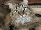 Adopt Ashley a Brown Tabby Norwegian Forest Cat / Mixed (long coat) cat in