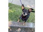 Adopt Chica a Miniature Pinscher dog in Roanoke, VA (39191866)