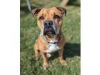 Adopt Battalion Chief a American Pit Bull Terrier / Rottweiler / Mixed dog in