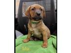 Adopt Alana Drive Max a Tan/Yellow/Fawn Boxer / Mountain Cur / Mixed dog in