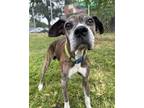 Adopt Maverick a Boxer / Mixed dog in Richmond, VA (39191853)