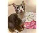 Adopt French Fry a Gray or Blue (Mostly) Domestic Shorthair / Mixed (short coat)