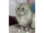 Adopt Miro a Gray or Blue Persian (long coat) cat in Newmarket, ON (39191876)