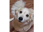 Adopt Jack a Tan/Yellow/Fawn - with White Corgi / Golden Retriever / Mixed dog