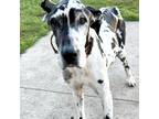 Adopt Biggie Smalls a White - with Black Great Dane / Mixed dog in Union Grove