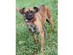Adopt Spike a Brindle - with White Pug / Mixed dog in Marietta, OH (39191834)