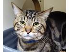 Adopt Cash a Domestic Shorthair / Mixed (short coat) cat in Little Rock