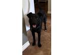 Adopt Dorothy a Black Collie dog in Wolcott, CT (39169797)