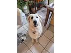 Adopt Sully a White Great Pyrenees / Anatolian Shepherd dog in Wolcott