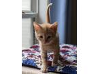 Adopt Tigger a Orange or Red Tabby Domestic Shorthair cat in Youngsville