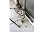 Adopt Ivy and Nat a Calico or Dilute Calico Domestic Shorthair / Mixed (short