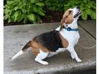 Adopt Daisy a Beagle / Mixed dog in Bracebridge, ON (39191827)