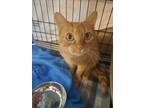 Adopt Peanut Goveia a Spotted Tabby/Leopard Spotted Domestic Shorthair / Mixed