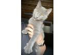 Adopt Bane Steel Clayton a Gray or Blue Domestic Mediumhair / Mixed (long coat)