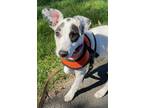 Adopt Sandy a White - with Black Feist / Labrador Retriever dog in Merrifield