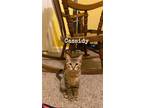 Adopt Cassidy Nemtusiak a Domestic Shorthair / Mixed (short coat) cat in