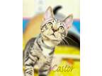 Adopt Castor Johnson a Brown Tabby Domestic Shorthair / Mixed (short coat) cat