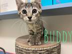 Adopt Buddy Bonwell a Gray, Blue or Silver Tabby Domestic Mediumhair / Mixed