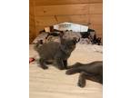 Adopt Enzo Storm Clayton a Gray or Blue Domestic Mediumhair / Mixed (long coat)