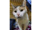 Adopt Battina Goveia a Domestic Shorthair / Mixed cat in Mackinaw, IL (39191690)