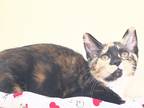 Adopt Phyllis Shipman (formerly Tuttle Carrol Nemtusiak) a Calico / Mixed (long