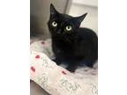 Adopt Okoye Goveia a All Black Domestic Shorthair / Mixed (short coat) cat in