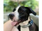 Adopt Milo a Black - with White Labrador Retriever / American Pit Bull Terrier /