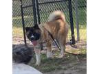 Adopt Mocha a Brown/Chocolate Akita / Mixed dog in Pennsville, NJ (39139113)