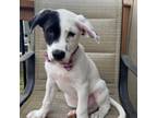 Adopt Rolly a White - with Tan, Yellow or Fawn Labrador Retriever / Pointer /
