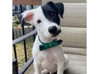 Adopt Lucky a White - with Tan, Yellow or Fawn Labrador Retriever / Pointer /