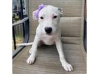 Adopt Penny a White - with Tan, Yellow or Fawn Labrador Retriever / Pointer /
