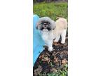 Adopt Sweet Louie a Shih Tzu / Mixed dog in Davie, FL (39172858)