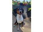 Adopt Mia a Beagle / Australian Cattle Dog / Mixed dog in Valley Park