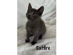 Adopt Saffire a Russian Blue / Mixed (short coat) cat in New Orleans