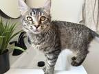 Adopt Topaz a Gray, Blue or Silver Tabby Domestic Mediumhair (long coat) cat in