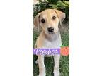 Adopt Peaches a Tan/Yellow/Fawn - with White Labrador Retriever / Basset Hound /