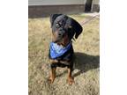 Adopt Titan a Black - with Tan, Yellow or Fawn Rottweiler dog in Dickson