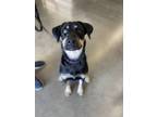 Adopt Octavia a Rottweiler dog in Dickson, TN (39186904)