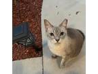 Adopt Sandy a Siamese (short coat) cat in Lutz, FL (39118941)